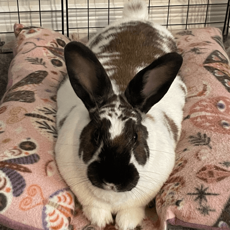 Toffee relaxing