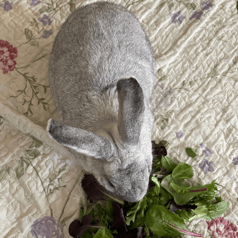 Max the bunny