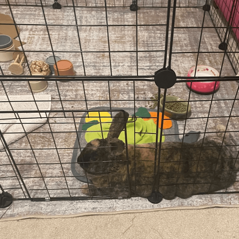 JoJo relaxing in their boarding space