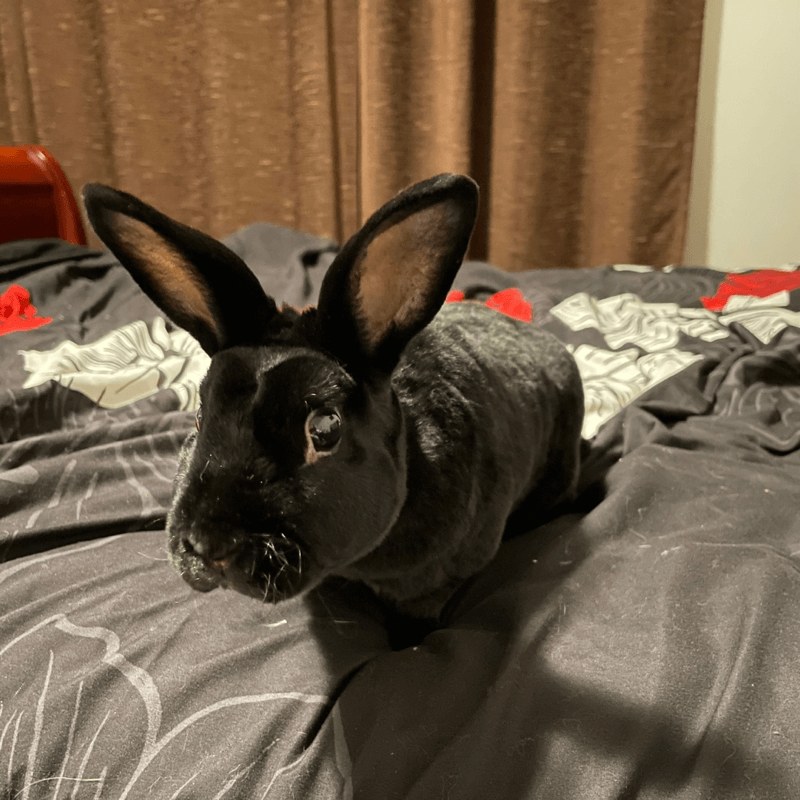 Puck enjoying free roam time