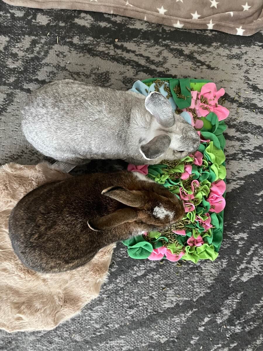 Max and Dough relaxing together