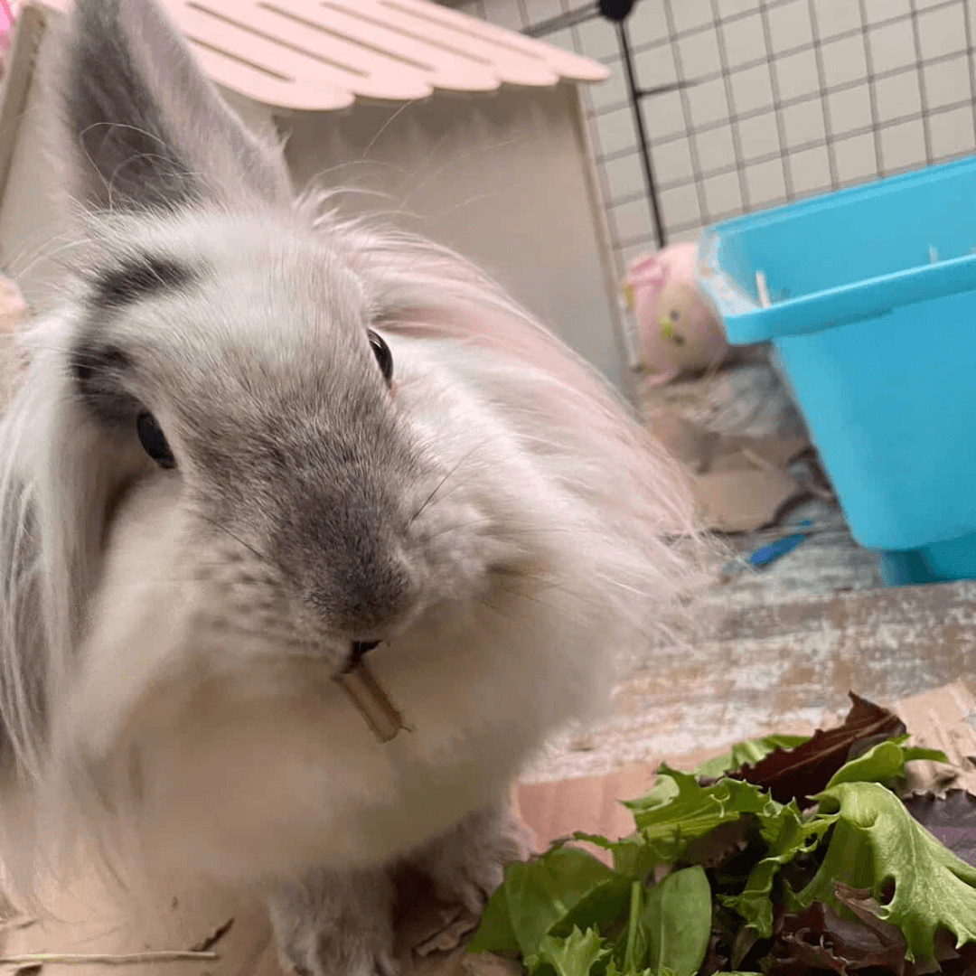 Mai enjoying her boarding stay
