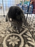 Charlie the bunny