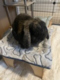 Giddy the bunny
