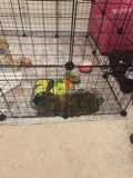 JoJo the bunny